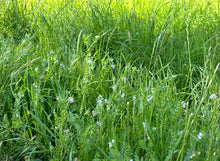 Load image into Gallery viewer, Equi1ST Pasture Mix