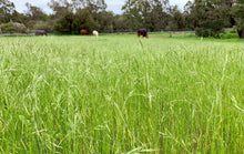 Load image into Gallery viewer, Equi1ST Pasture Mix
